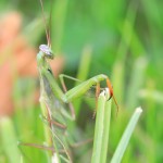 macro